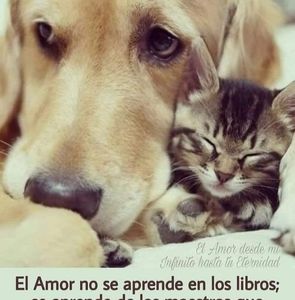 Meet your Posher, Javier